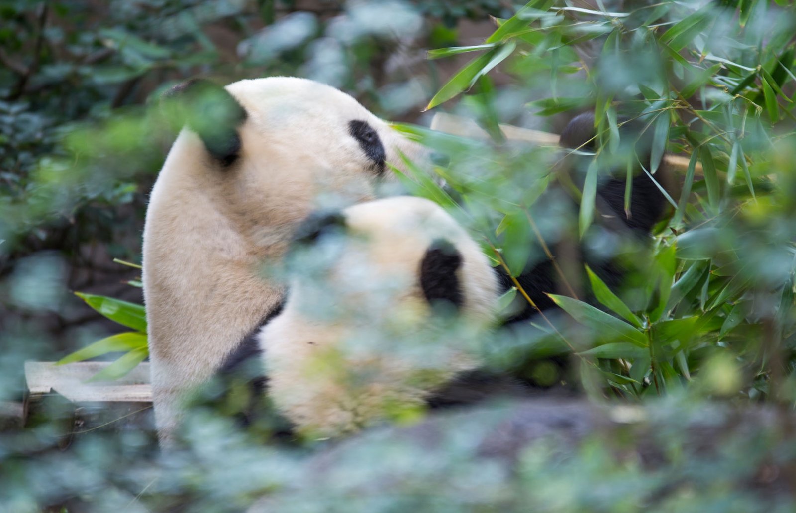 San Diego Zoo Part I 181